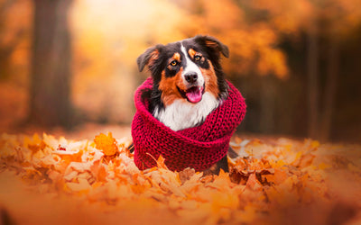 Colas con estilo: presentación del emporio de ropa y prendas caninas para niños de Murph 