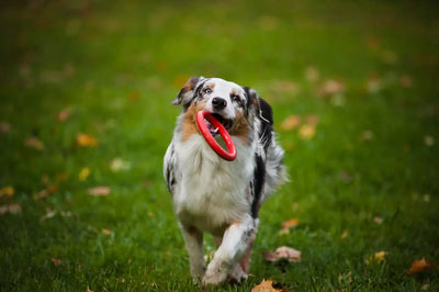 Conoce a Murph Boy: el conocedor canino de los juguetes