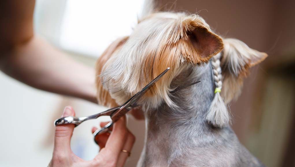 MURPH BOY GROOMING